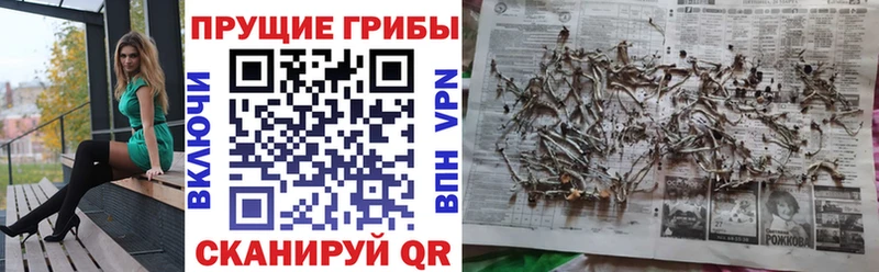 Галлюциногенные грибы Psilocybe  Чудово 